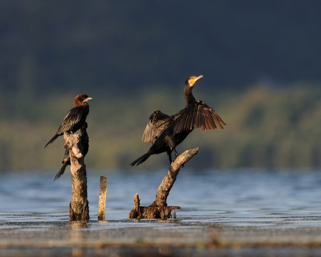 Ornithological reserve Skadar lake