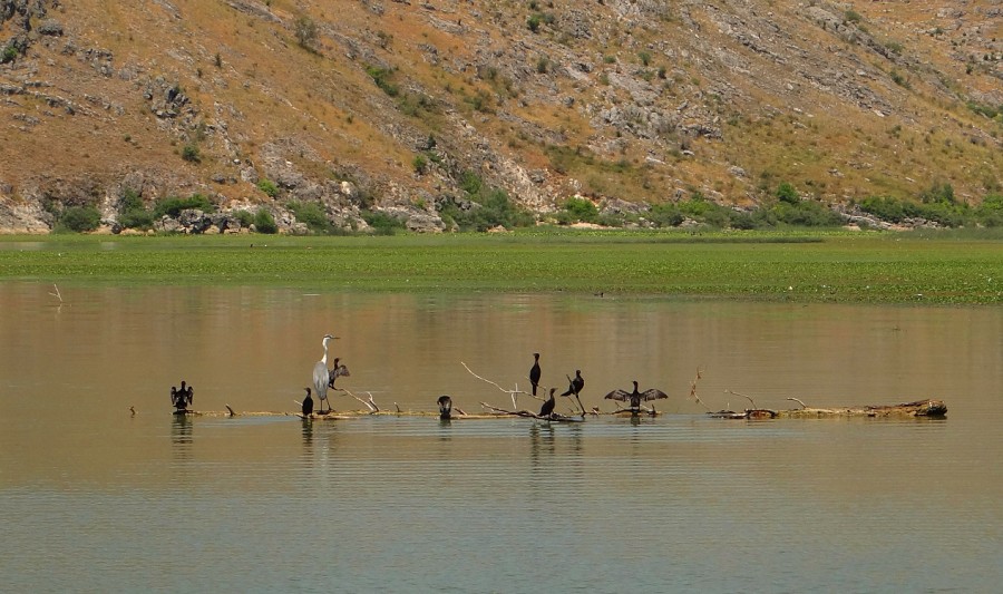 birds reserve skadar lake