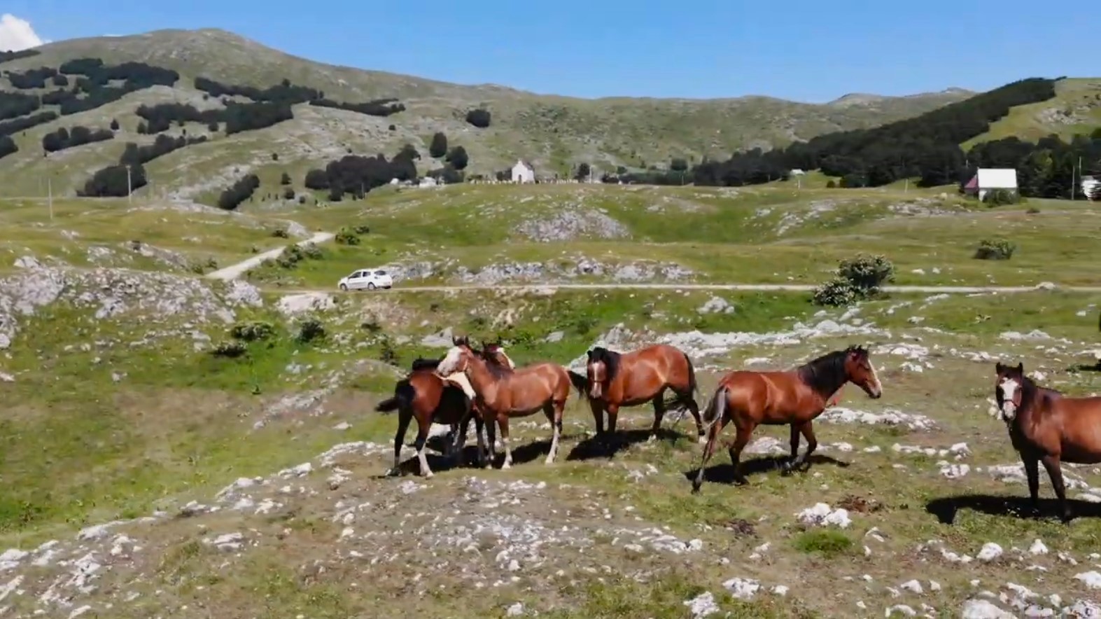 Durmitor Horses Zabljak